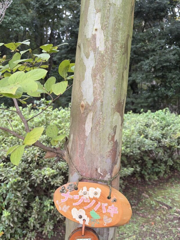 ナツツバキ