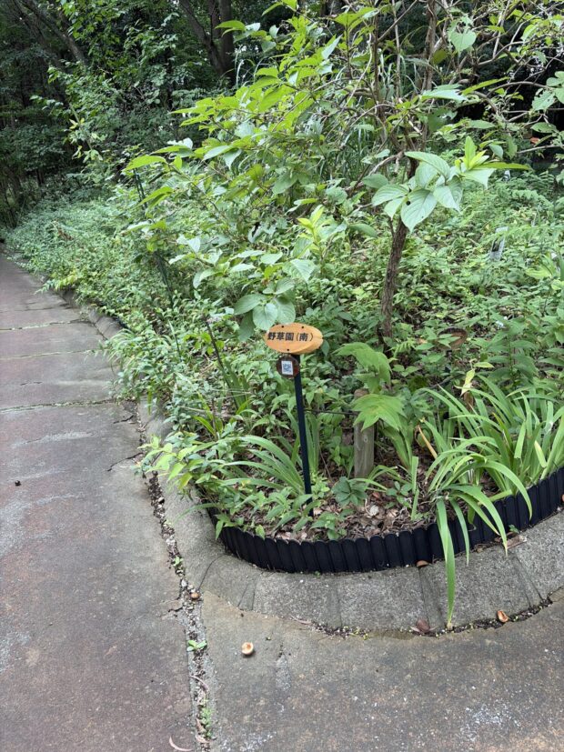 野草園（南）