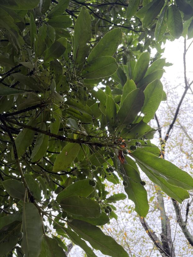 ユズリハ