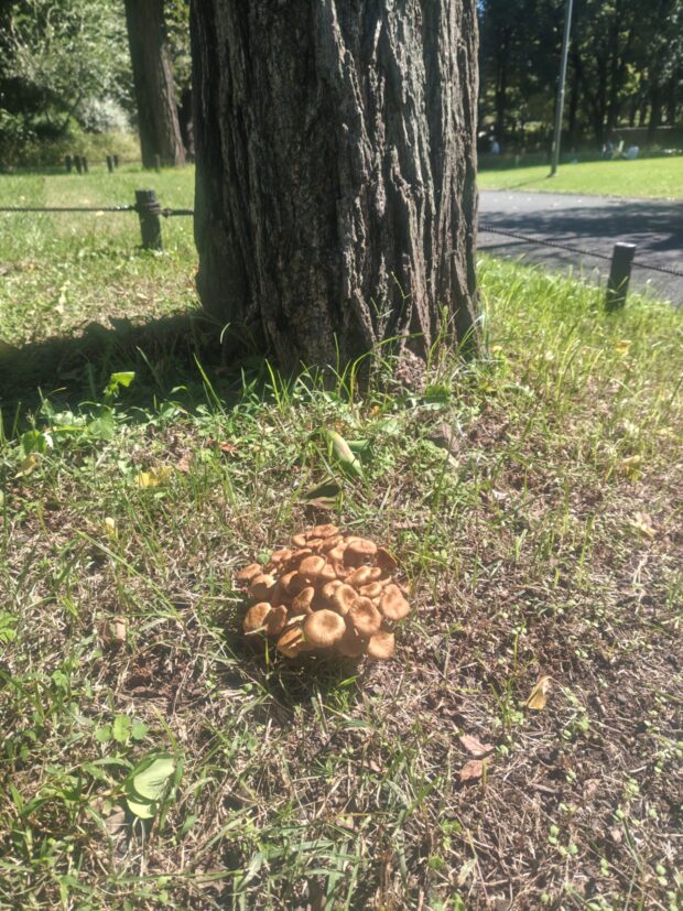 イチョウ