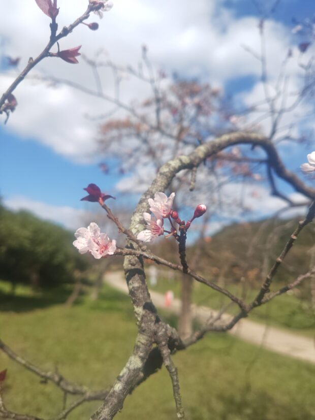 ベニバスモモ