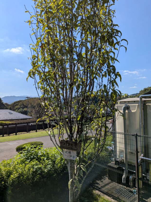 ハナモモ