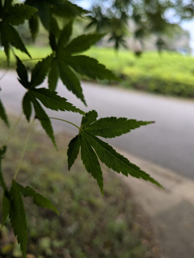 キンモクセイ