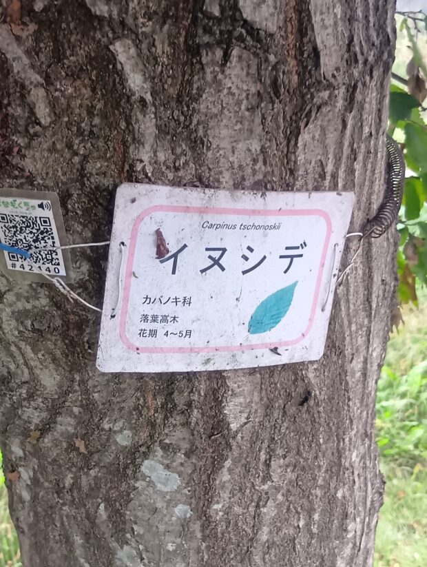 イヌシデ