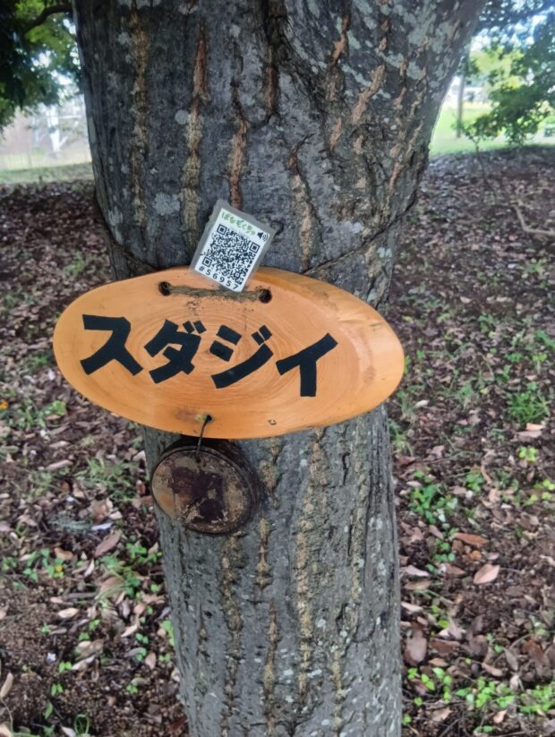 スダジイ