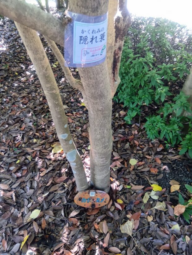 カクレミノ