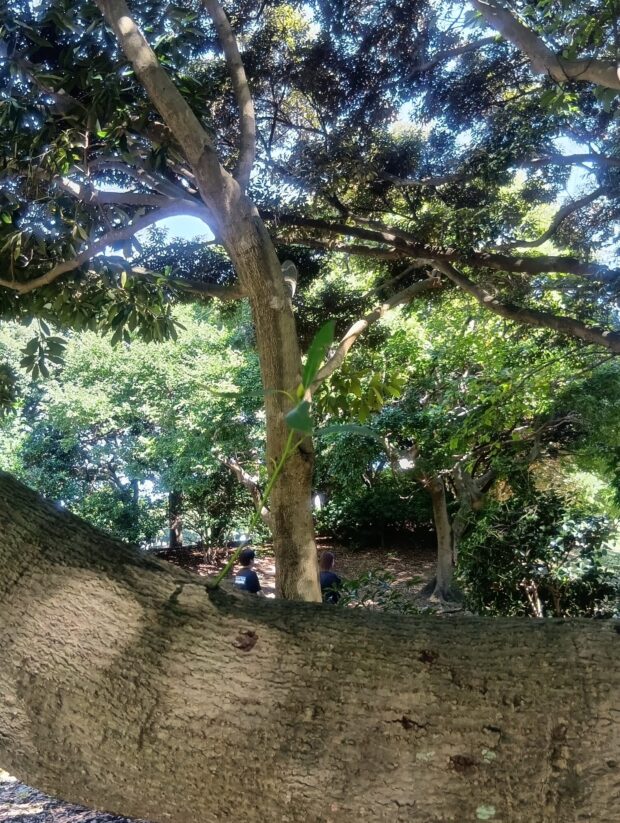 タブノキ