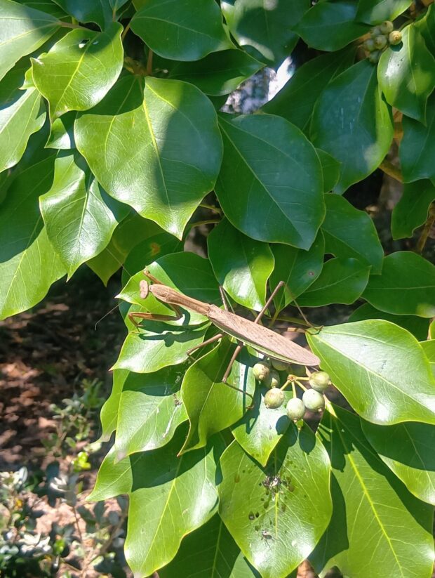 カクレミノ