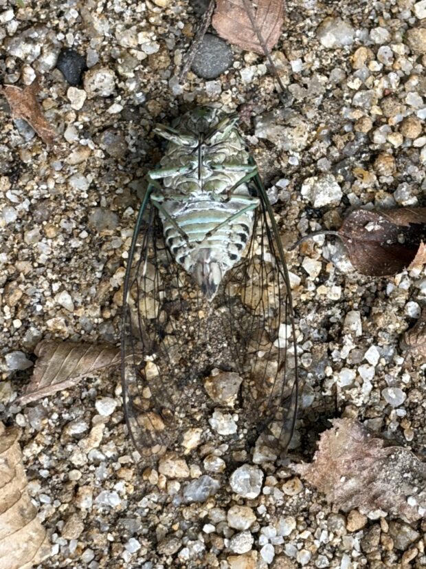 ヤマハゼ