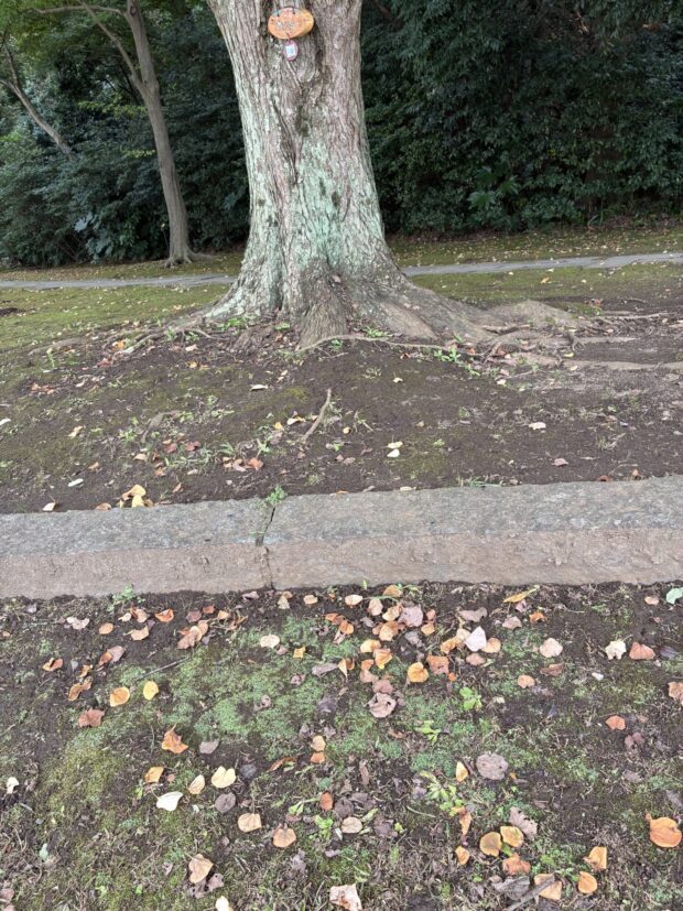 カツラ