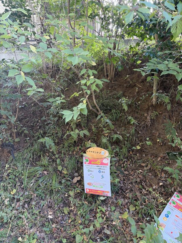 ムラサキシキブ