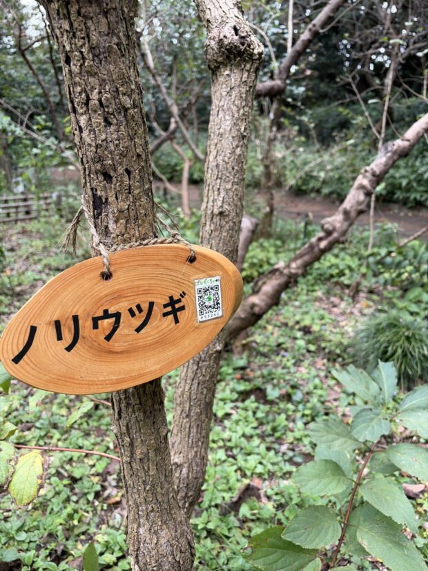 ノリウツギ