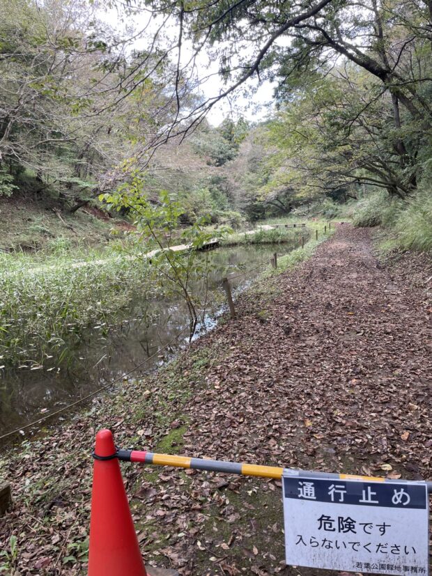アキニレ