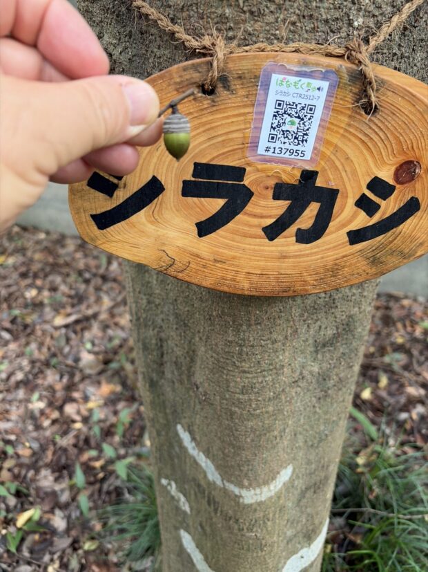 シラカシ