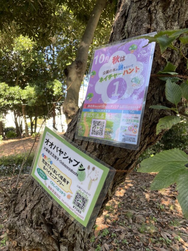 オオバヤシャブシ