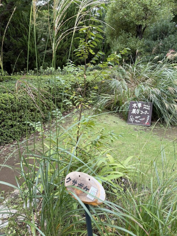 クサボケ