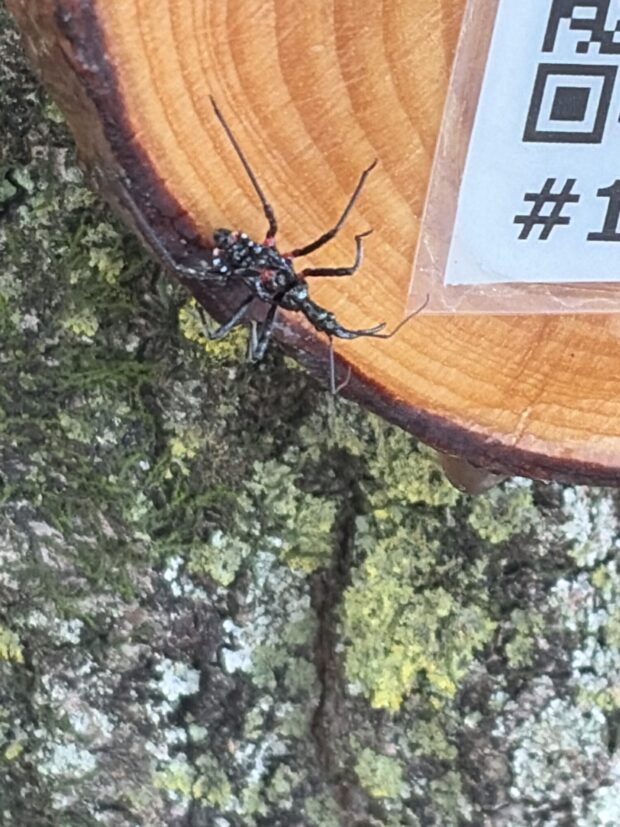 コナラ